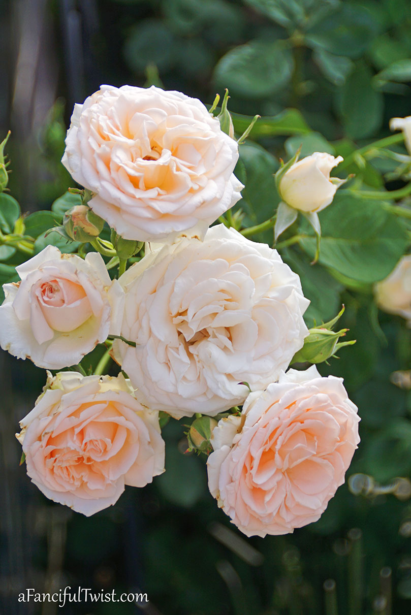 Cottage core dreams 14 Cottage core dreams 14