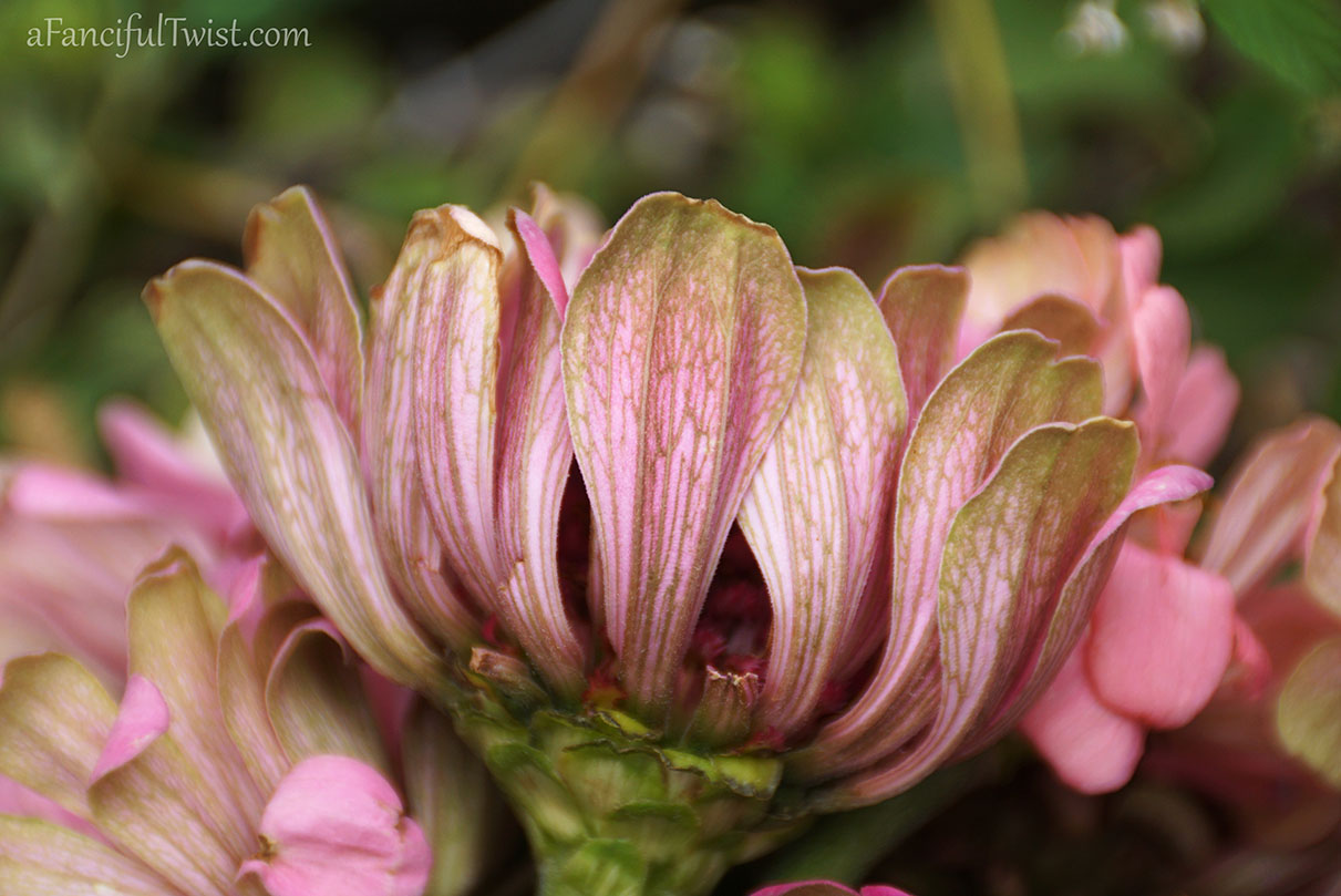 Hope garden 1 Hope garden 1