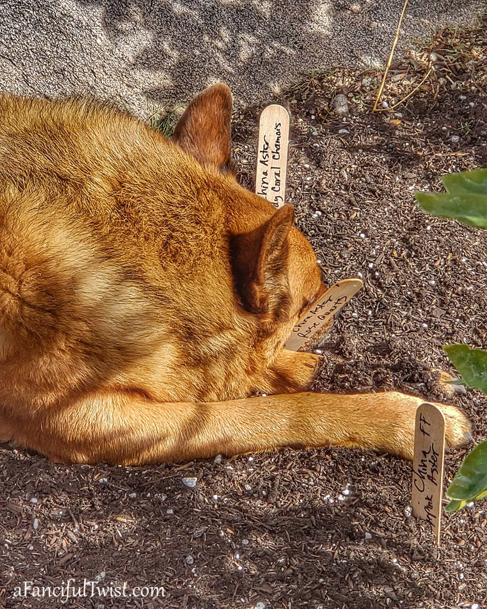 Cozy days 12 Cozy days 12