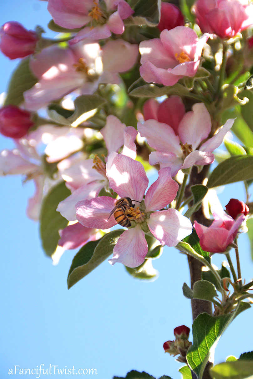 Apple spring 16 Apple spring 16