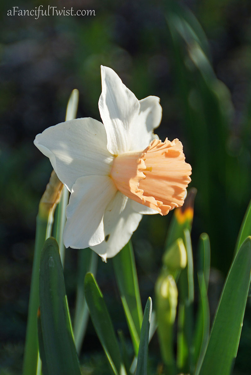 Apple spring 5 Apple spring 5