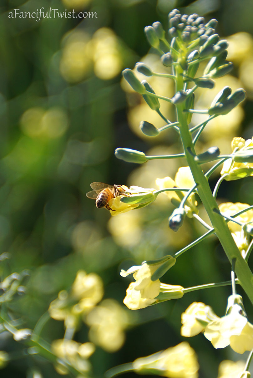 Apple spring 15 Apple spring 15