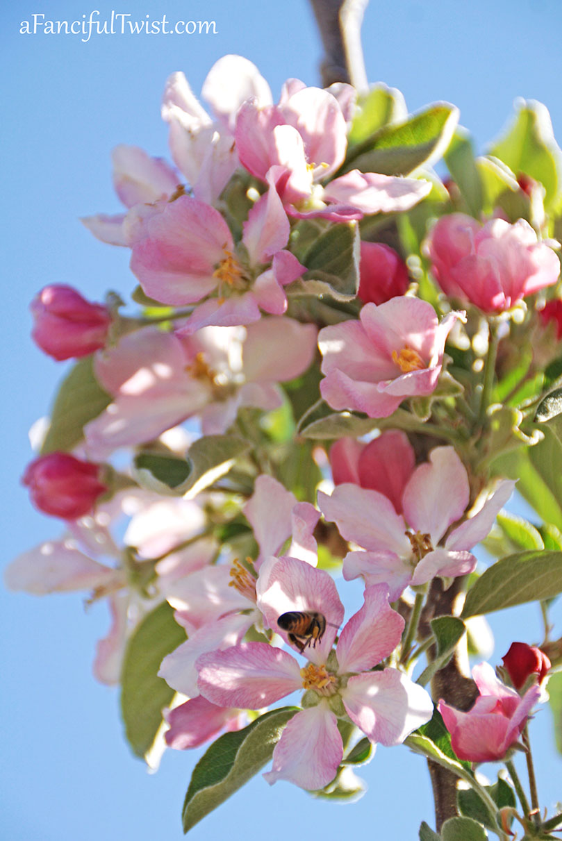 Apple spring 18 Apple spring 18