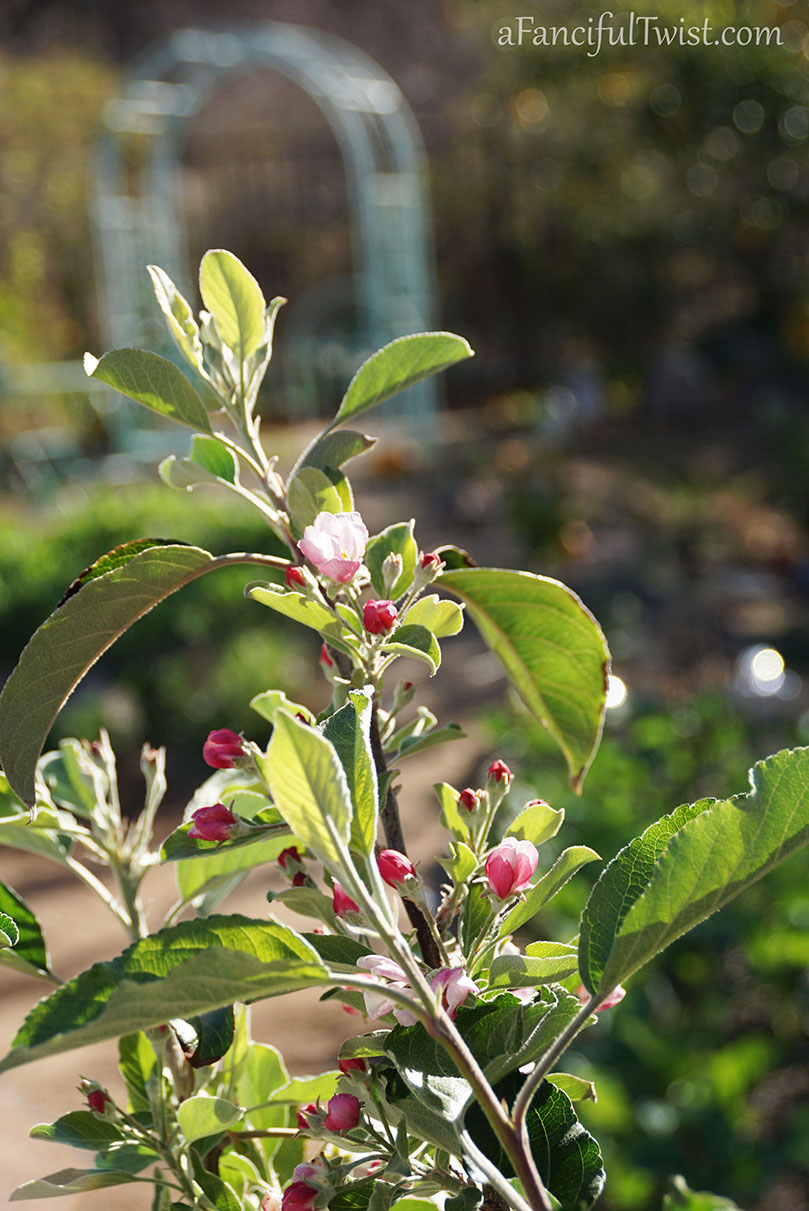 Apple spring 19 Apple spring 19