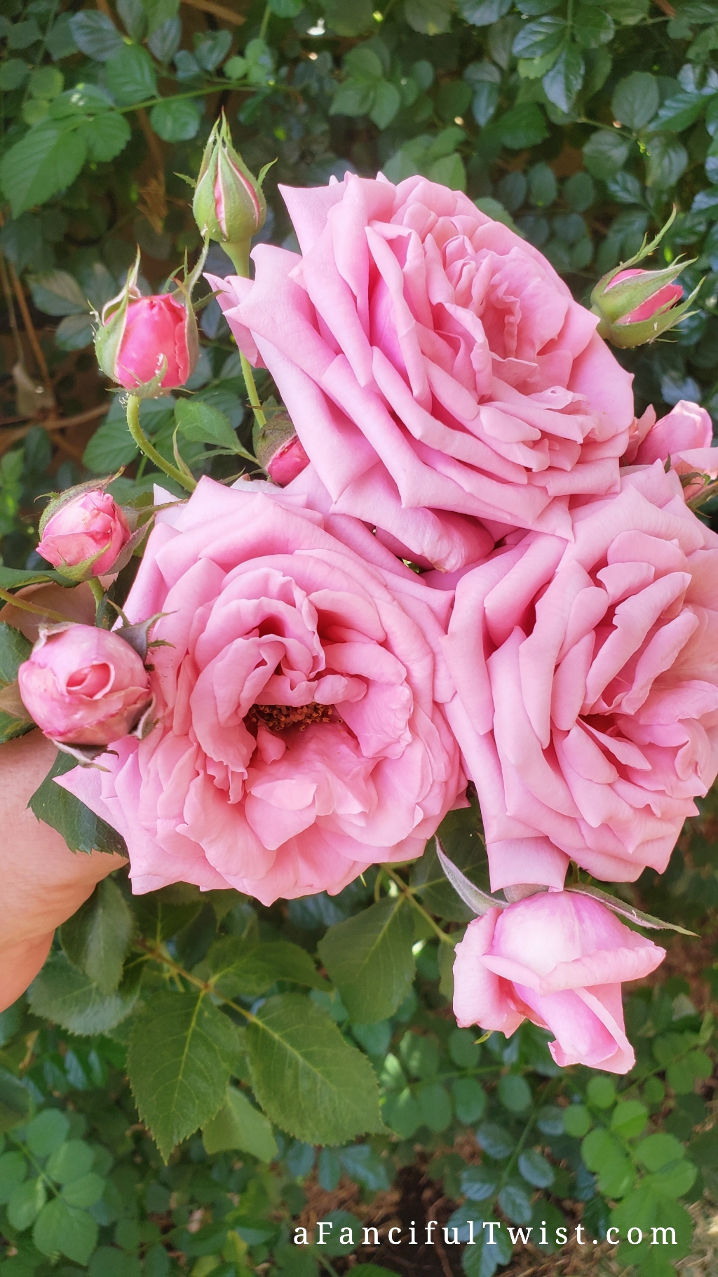 PhotoGrid_1617999982408 PhotoGrid_1617999982408