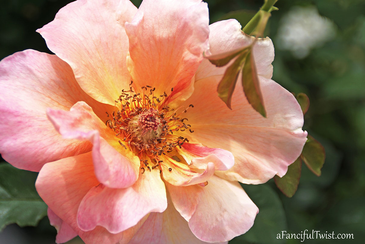 Cottage core dreams 4 Cottage core dreams 4