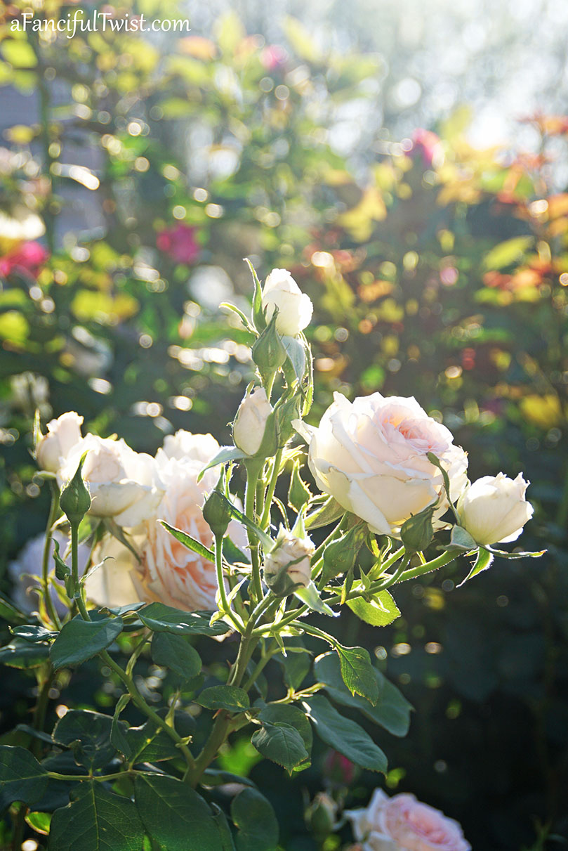 Cottage core dreams 10 Cottage core dreams 10