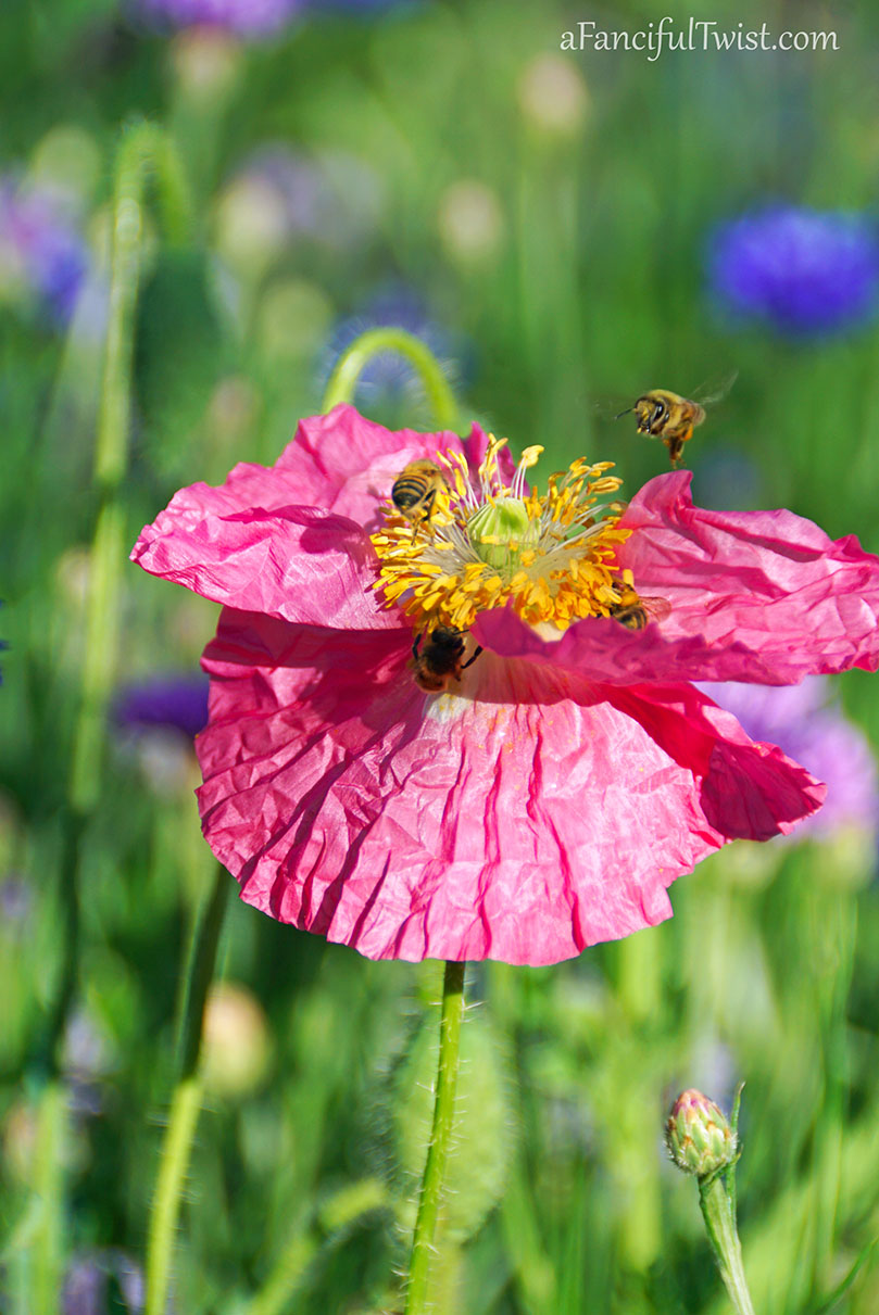 Secret garden 18 Secret garden 18