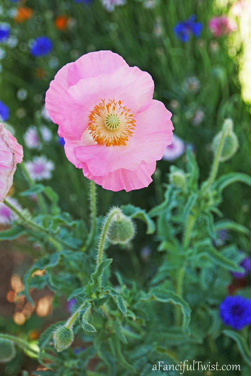 Secret garden 4 Secret garden 4