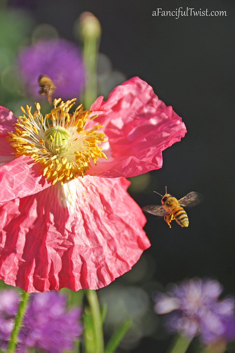 Secret garden 12 Secret garden 12