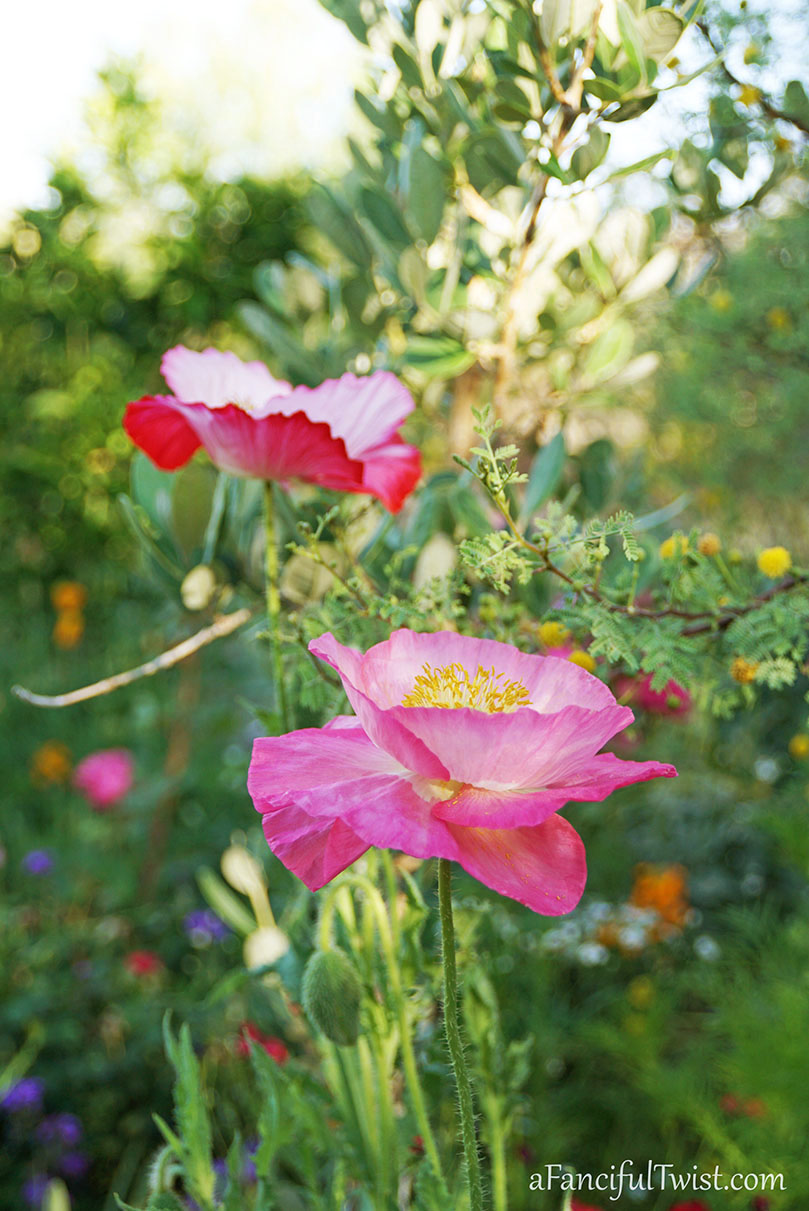 Secret garden 15 Secret garden 15