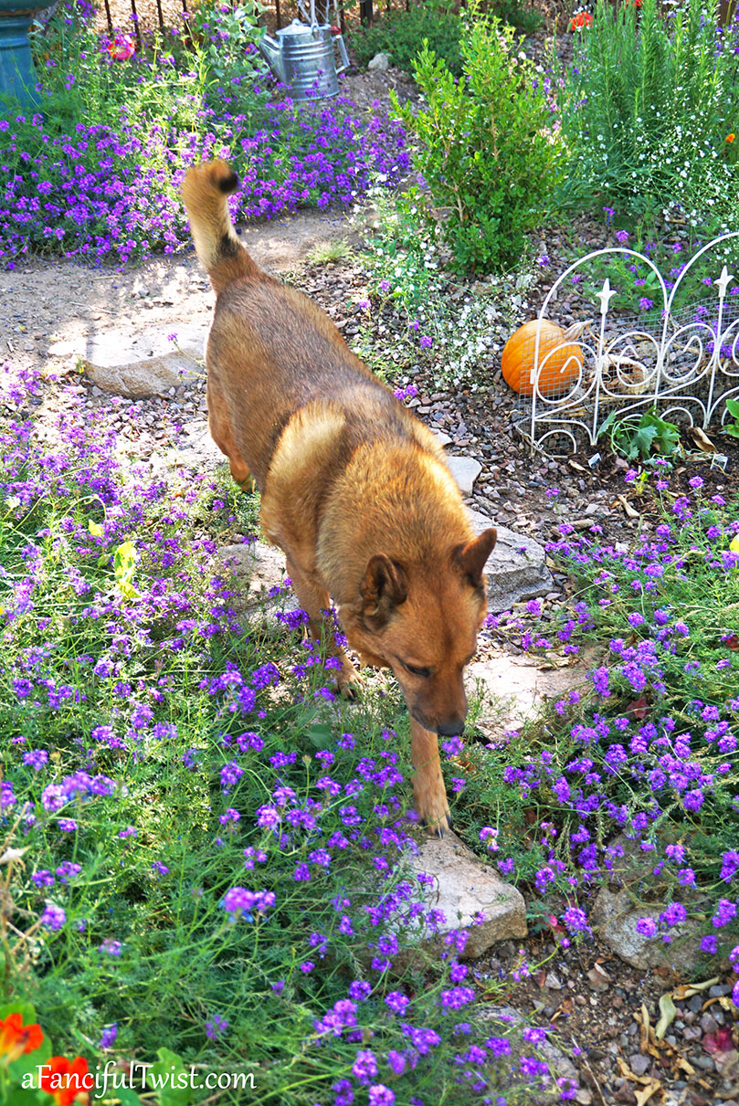 Secret garden 47 Secret garden 47