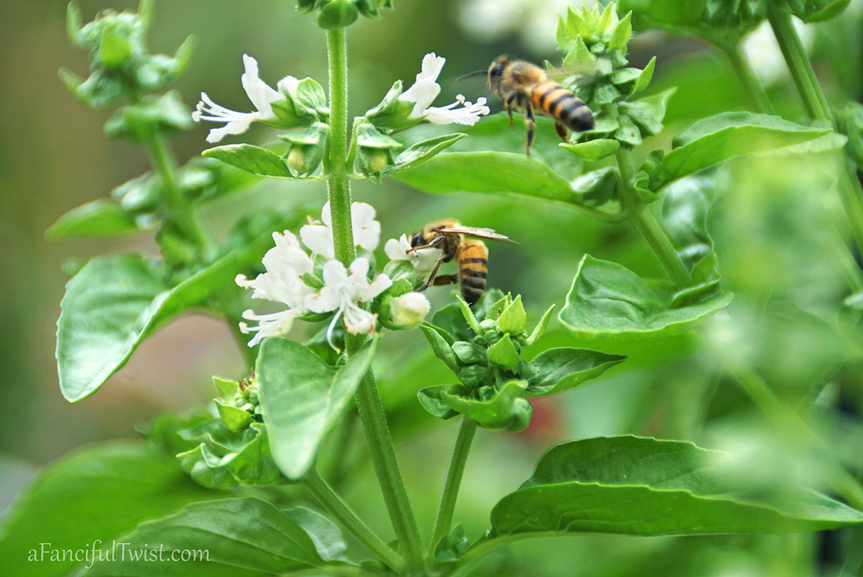 Hope garden 7 Hope garden 7