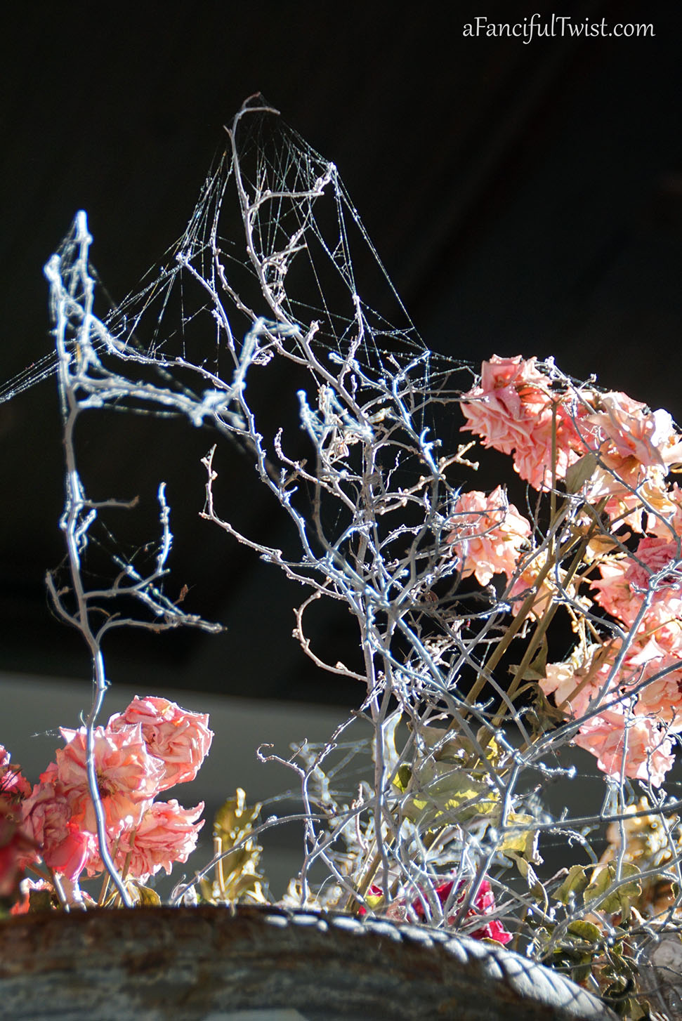 Spider web 1 Spider web 1