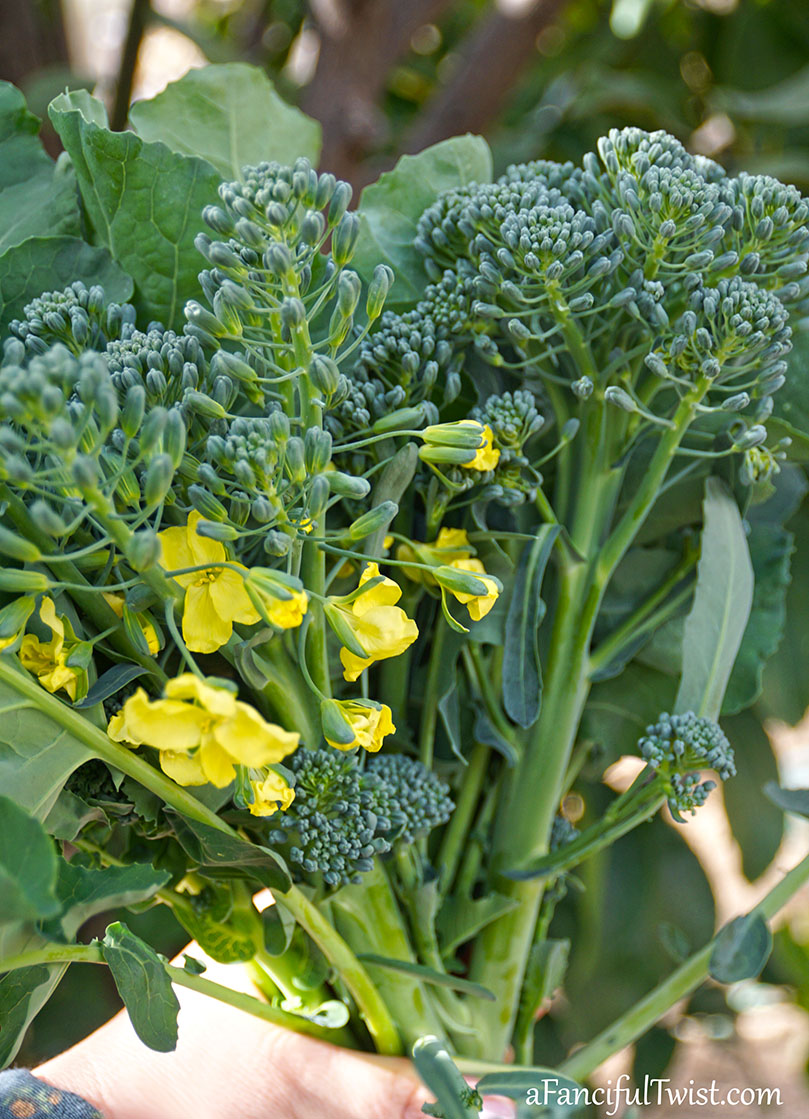 Winter garden 7 Winter garden 7