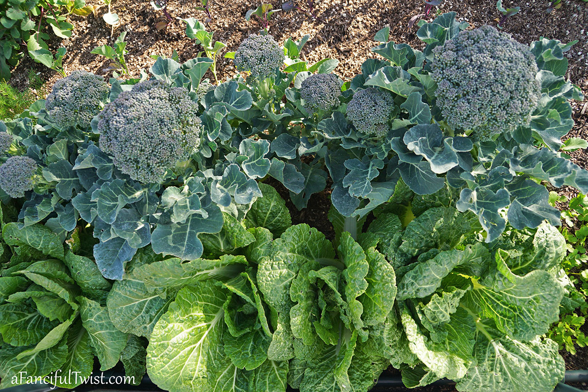 Winter garden 14 Winter garden 14