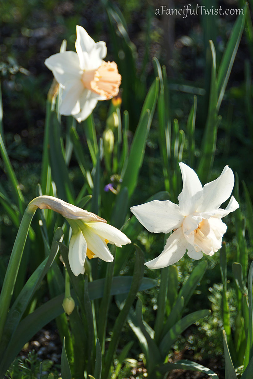 Apple spring 4 Apple spring 4