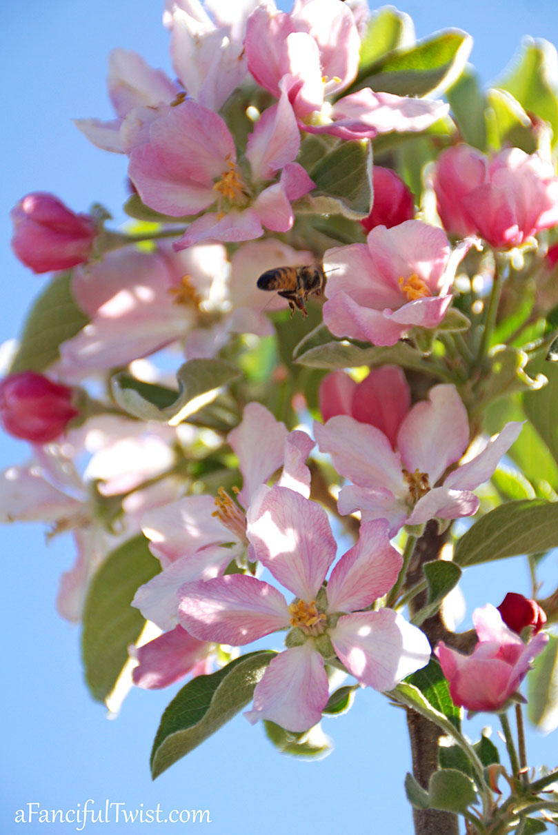 Apple spring 17 Apple spring 17