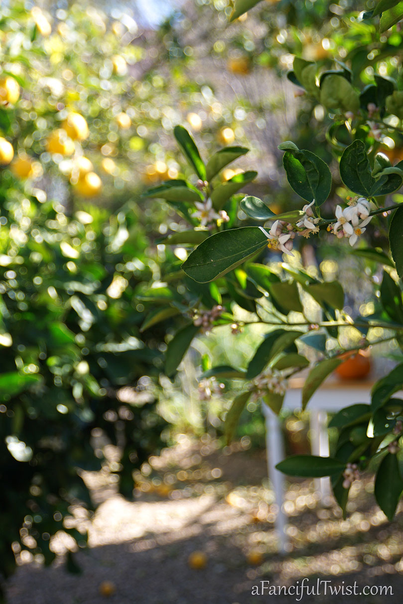 Apple spring 21 Apple spring 21