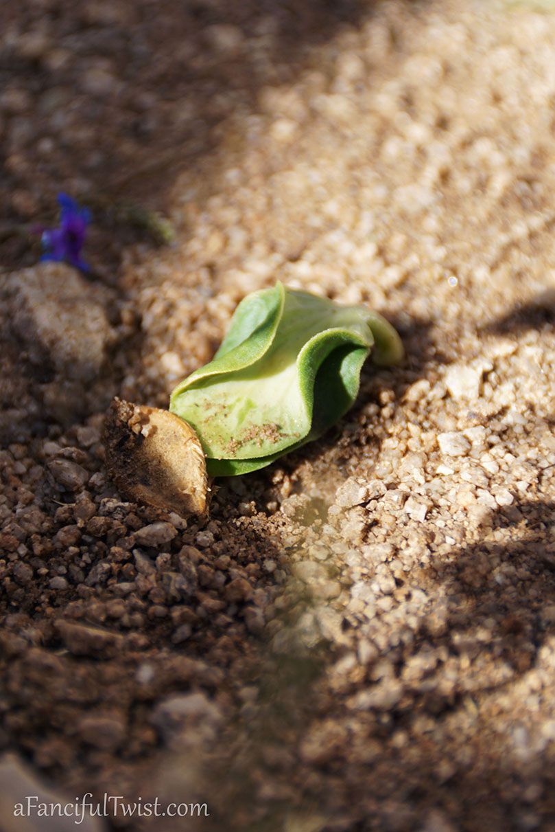 Apple spring 26 Apple spring 26