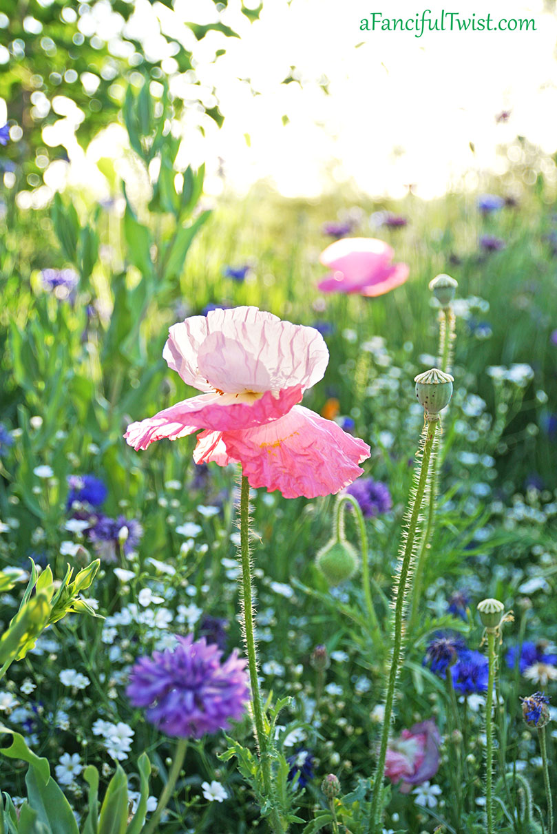 Secret garden 46 Secret garden 46