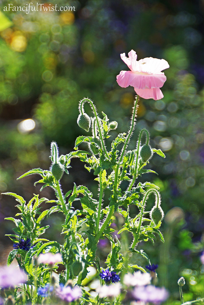 Secret garden 1 Secret garden 1