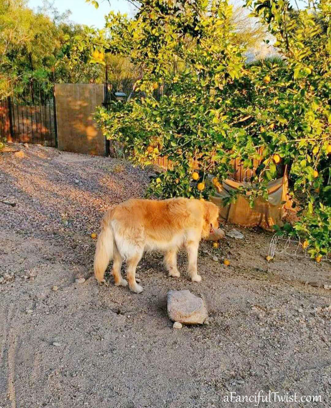 Secret garden 56 Secret garden 56