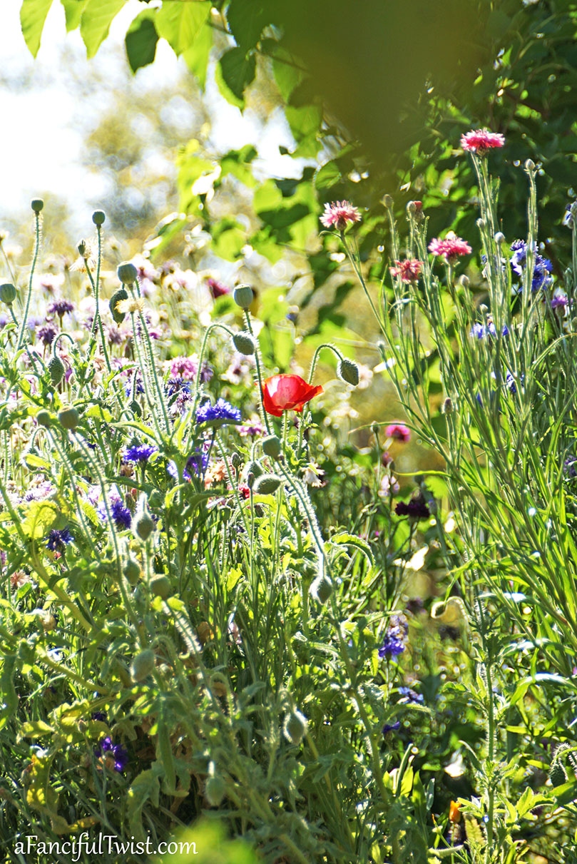 Secret garden 51 Secret garden 51