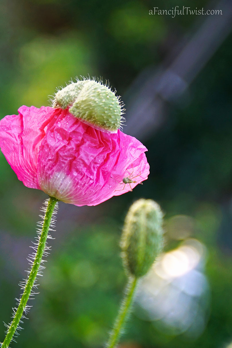 Secret garden 17 Secret garden 17