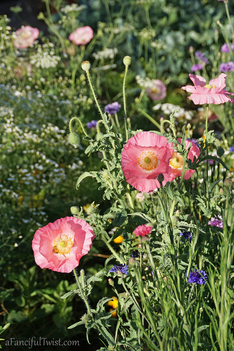 Secret garden 43 Secret garden 43