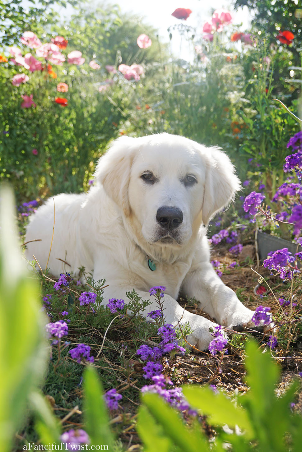 Magical garden days 12 Magical garden days 12