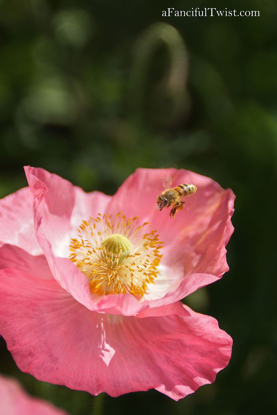 Magical garden days 15 Magical garden days 15