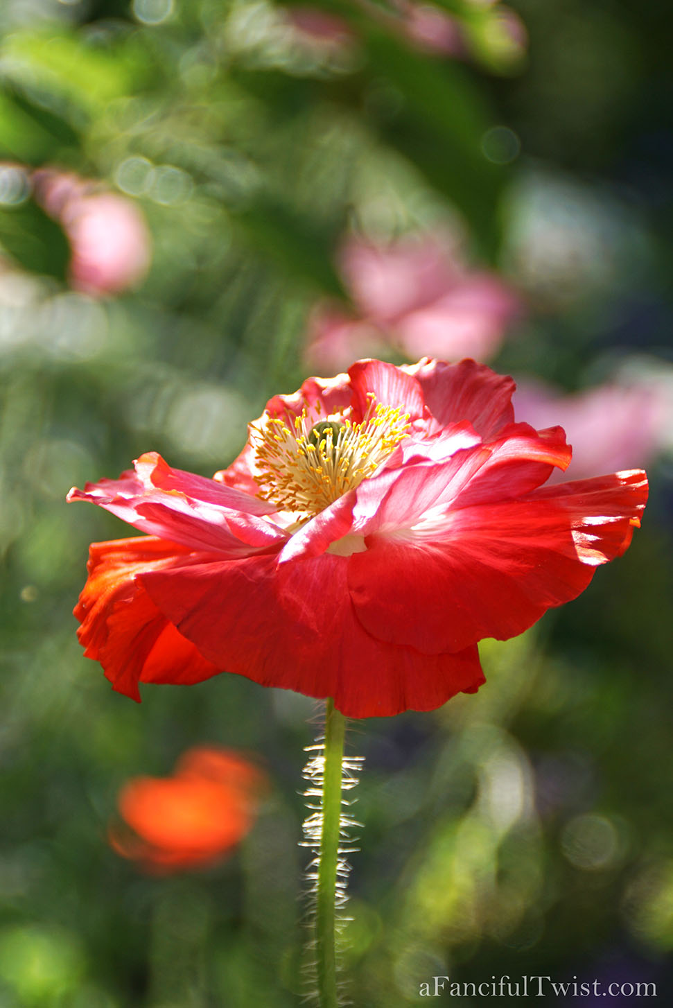 Magical garden days 14 Magical garden days 14