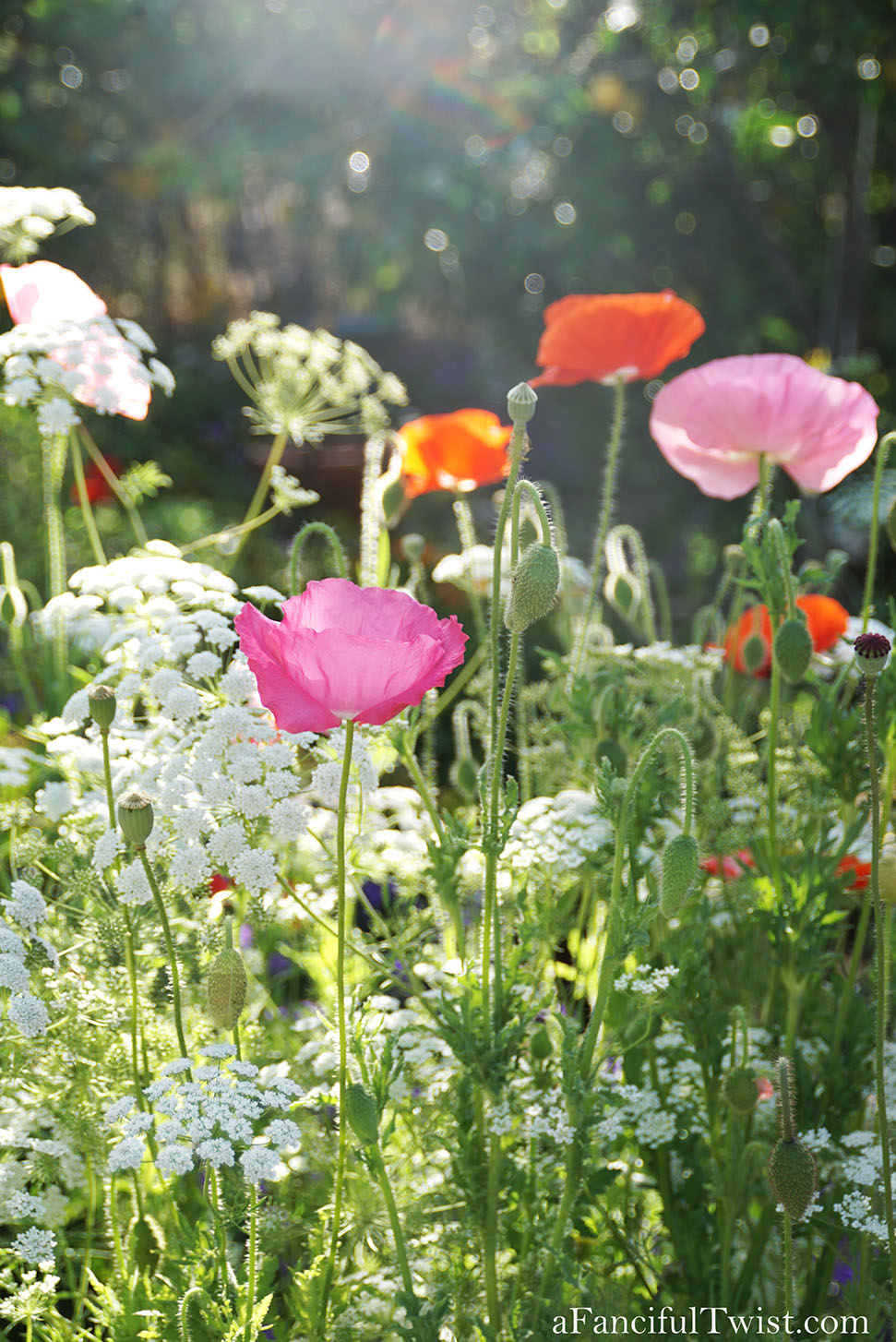 Magical garden days 19 Magical garden days 19