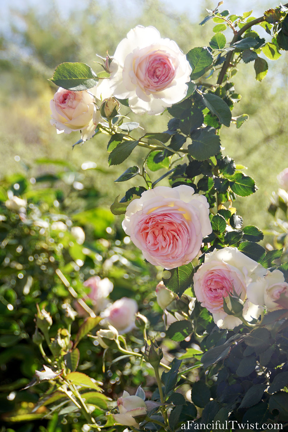 Magical garden days 44 Magical garden days 44