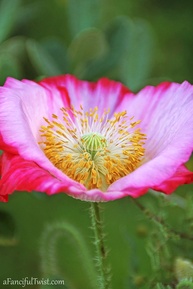 Secret garden 10 Secret garden 10