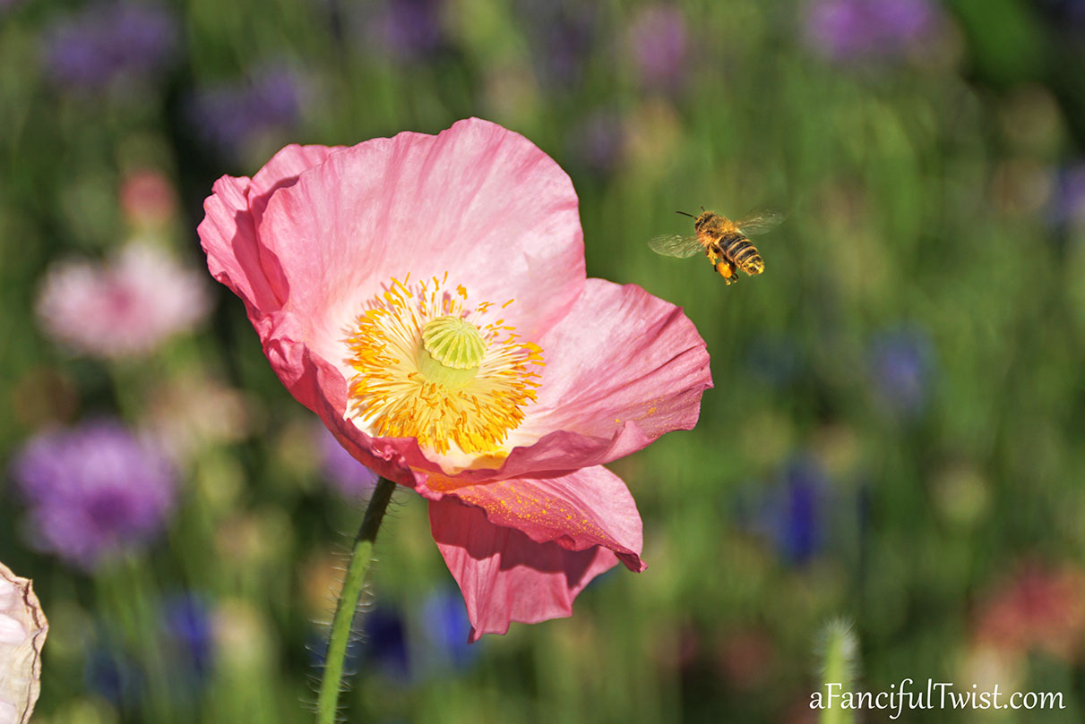 Secret garden 2 Secret garden 2