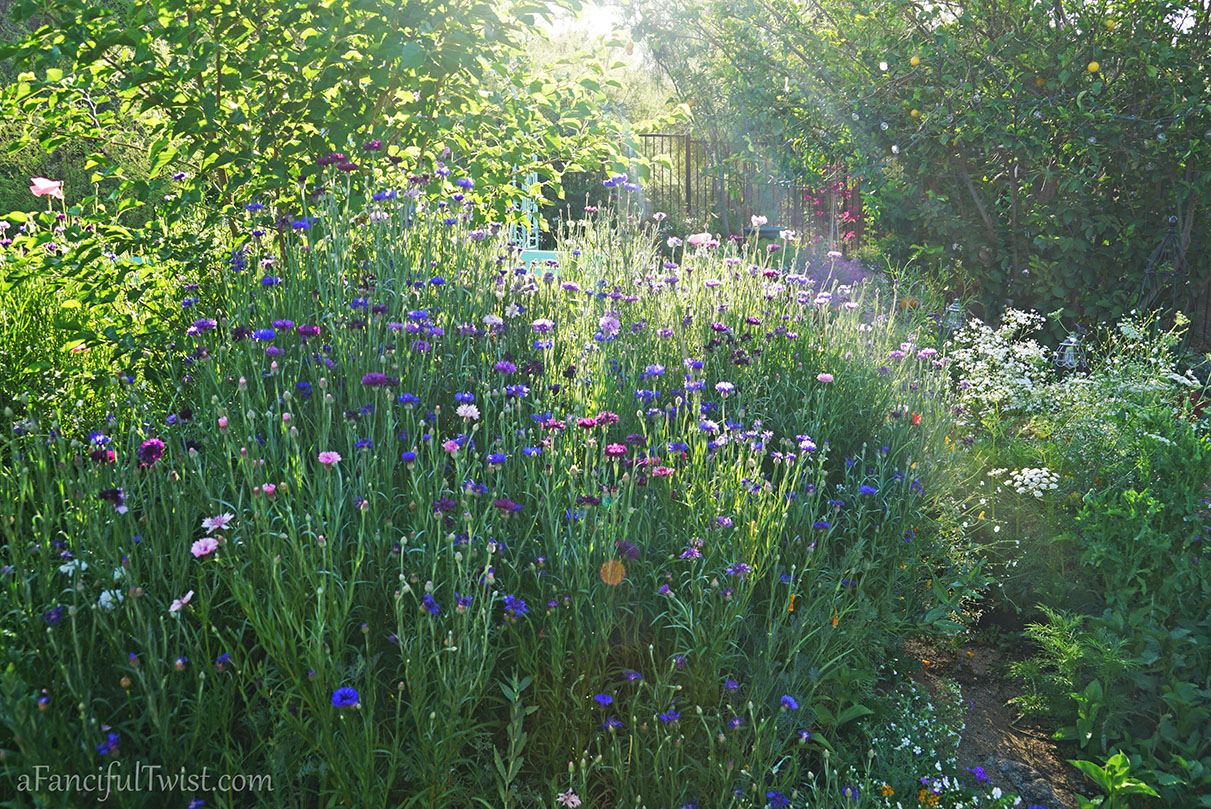 Secret garden 27 Secret garden 27