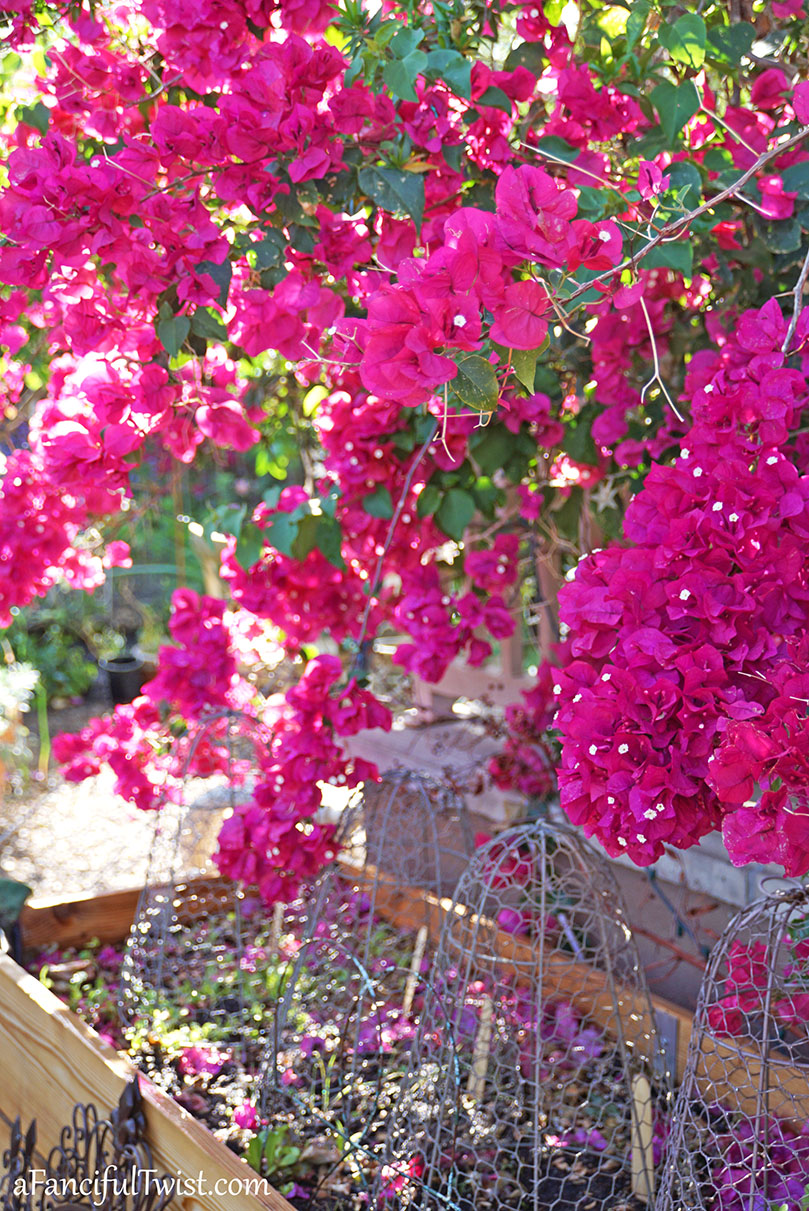 Secret garden 24 Secret garden 24