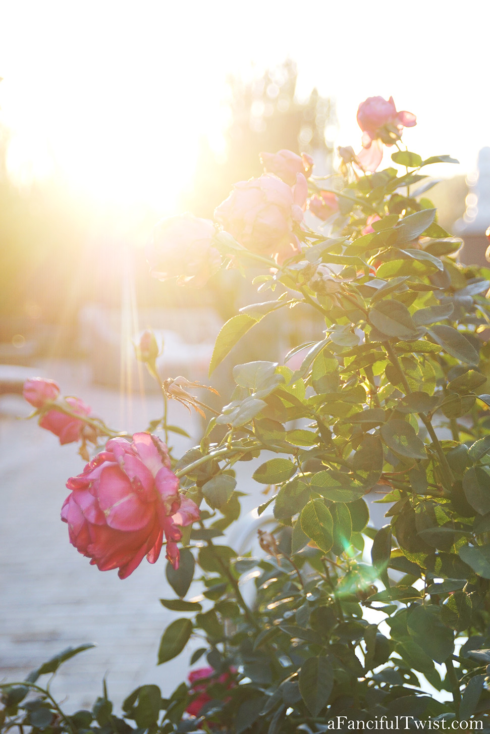 New year 1 New year 1