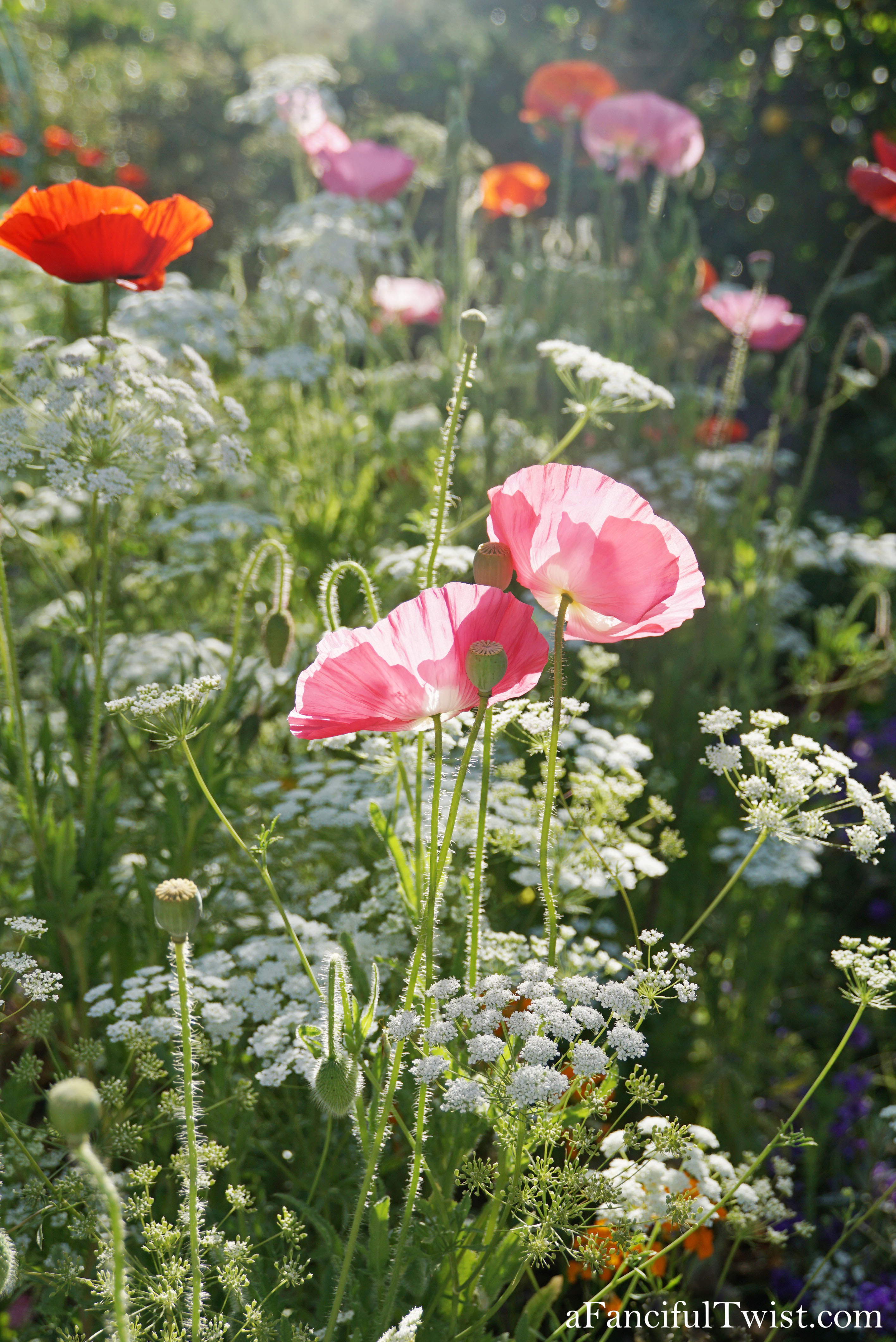 Magical garden days 18 Magical garden days 18