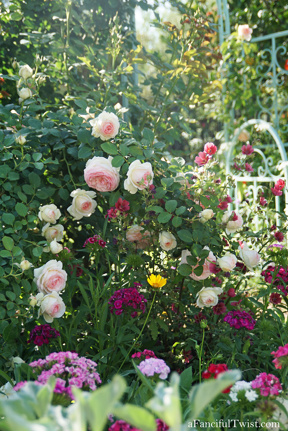 Magical garden days 24 Magical garden days 24