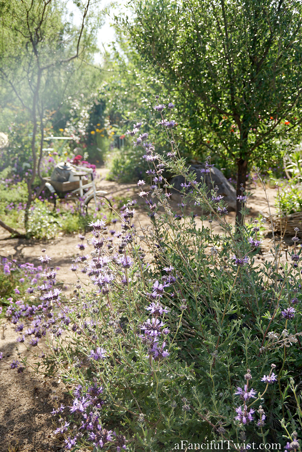 Magical garden days 39 Magical garden days 39