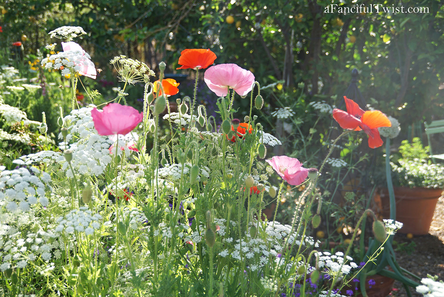 Magical garden days 20 Magical garden days 20