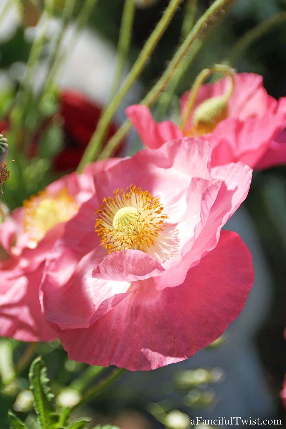 Magical garden days 6 Magical garden days 6