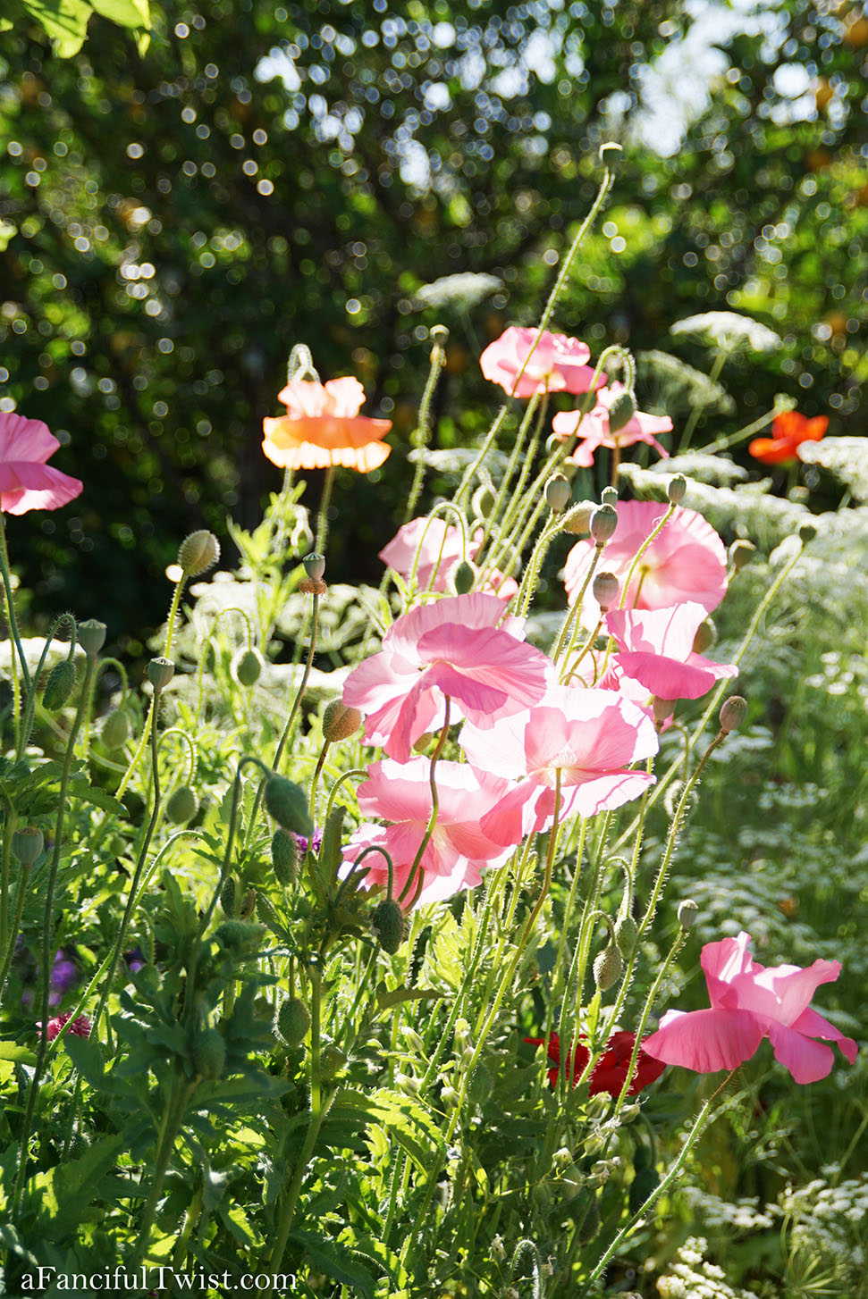 Magical garden days 5 Magical garden days 5