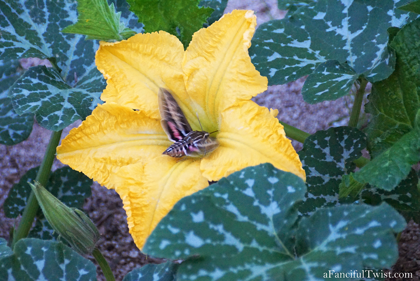 Fairy tale magic 2 Fairy tale magic 2