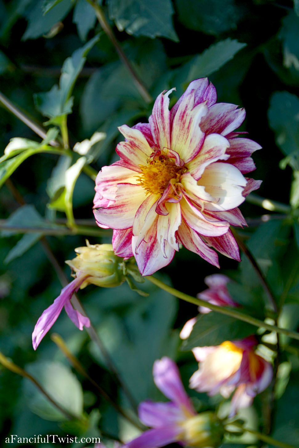 In the autumn October garden 4 In the autumn October garden 4