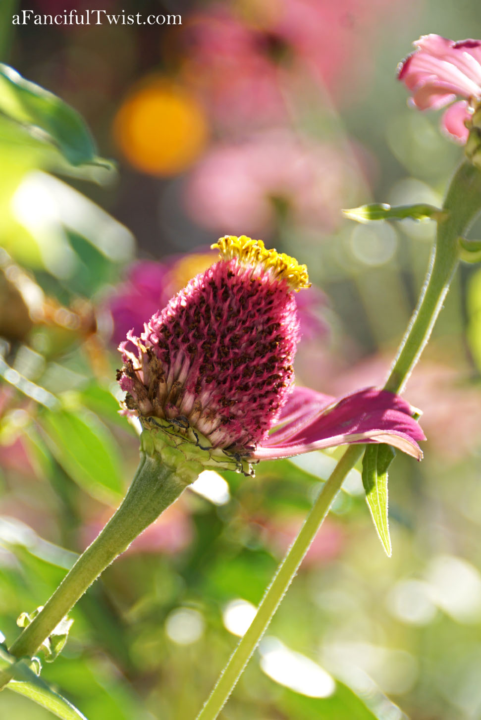 In the autumn October garden 19 In the autumn October garden 19