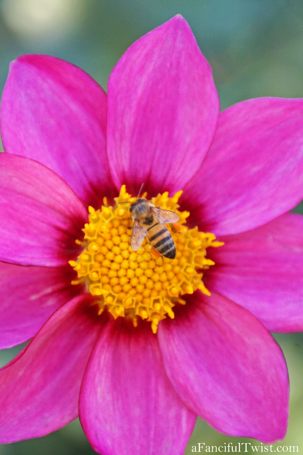 In the autumn October garden 11 In the autumn October garden 11